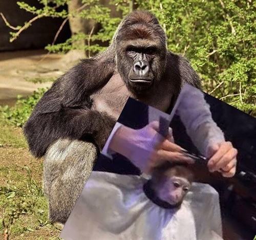 Harambe