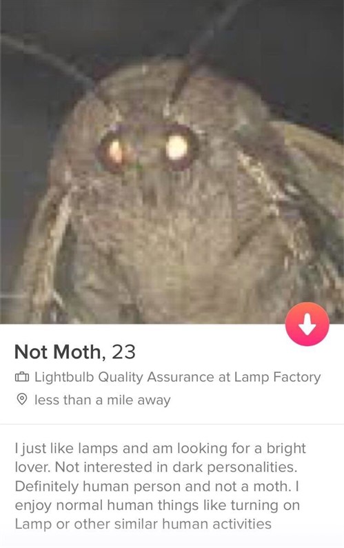 Moth